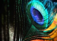 Camaïeu de bleu-vert, teinte hybride évoquant sérénité et sagesse