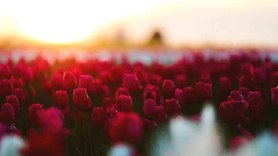 Champ de tulipes rouges au coucher du soleil : le rouge, couleur de la passion et du romantisme