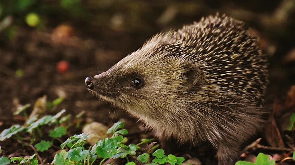 Hérisson brun parmi les jeunes pousses vertes : le marron s'associe naturellement aux verts et aux teintes de la nature