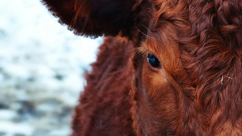 Gros plan sur une vache au pelage roux : le marron évoque l'authenticité, mais ne convient pas à toutes les marques
