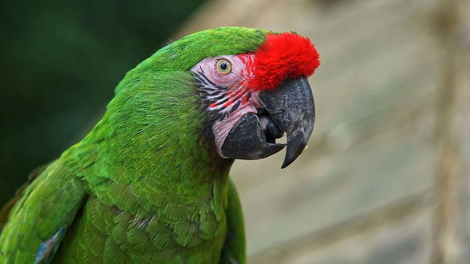 Ara militaire au plumage vert et au front rouge vif, photographié de profil en gros plan