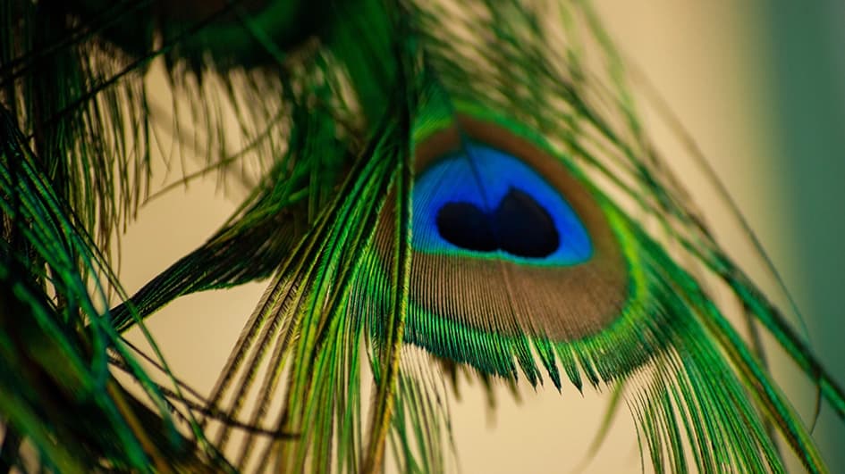 Plume de paon en gros plan, ocelle bleu et brun cerné de barbes vert émeraude