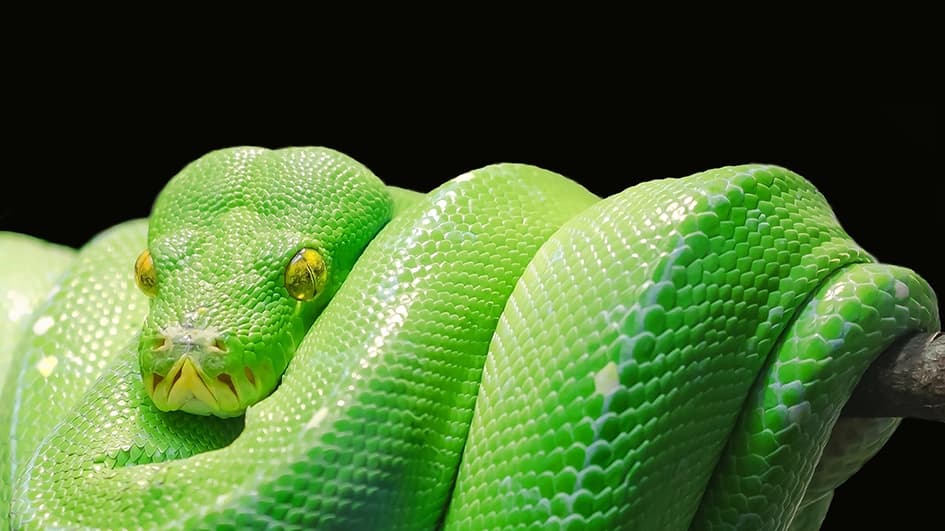 Python vert arboricole enroulé sur une branche, écailles vert acide sur fond noir