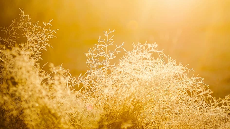 Herbes sauvages baignées d'une lumière dorée de fin de journée, dégradé d'or et de jaune chaud