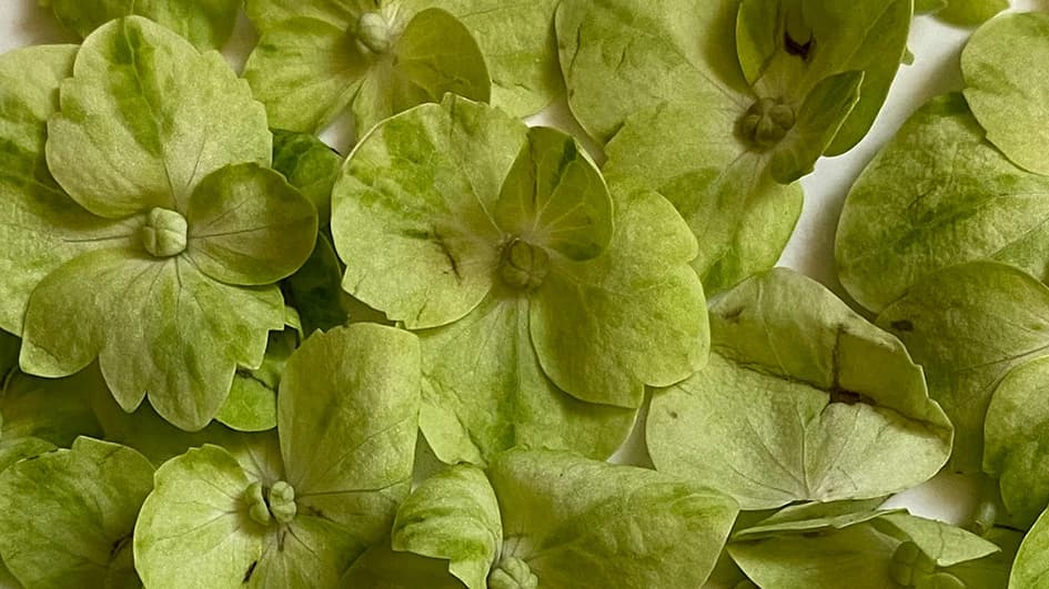 Fleurs d'hortensia vert tendre en gros plan, pétales veinés aux nuances de vert pâle et de jaune