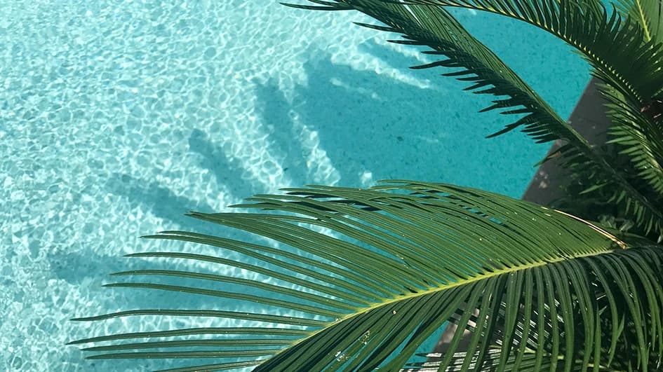 Feuilles de palmier vert profond au-dessus d'une piscine turquoise, accord de couleurs fraîches et naturelles