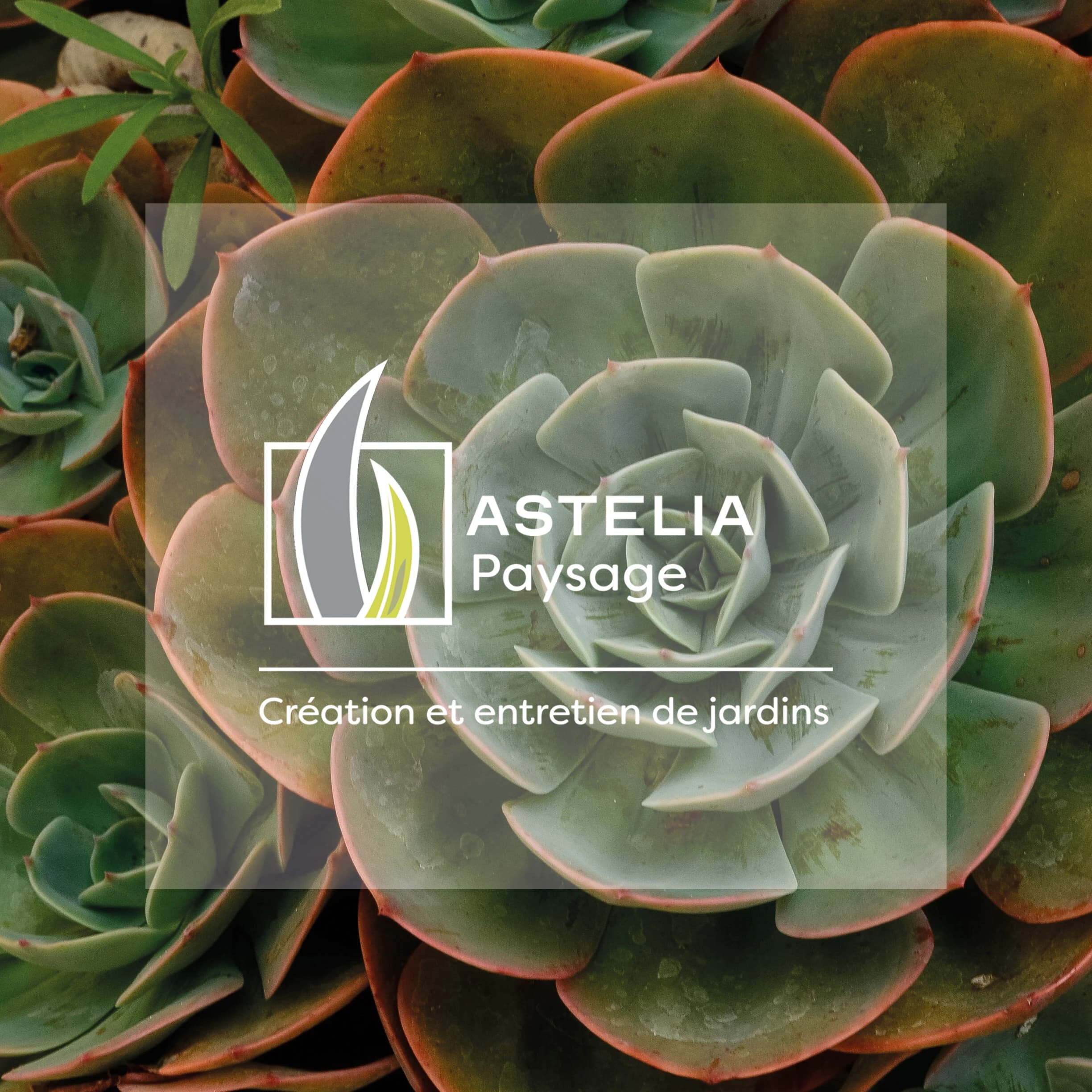 Logo blanc d'Astelia Paysage et sa baseline Création et entretien de jardins, sur une rosette de succulente vert-de-gris