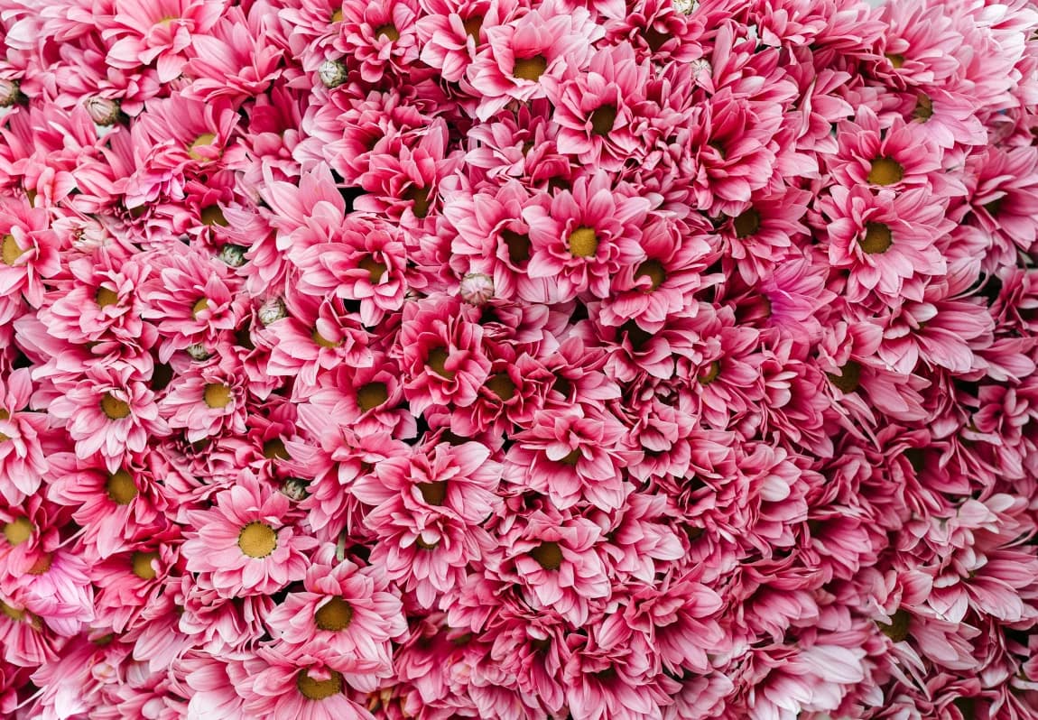Étude de cas : Chrysanthèmes roses en gros plan, photo d'ambiance des tons poudrés de la palette du salon de thé Chez Marion