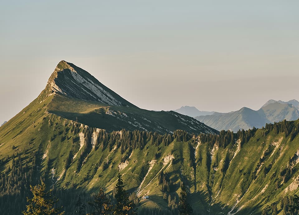 Crête de montagne verdoyante et forêt de sapins dans une lumière dorée, image d’ambiance de l’identité de Mauna